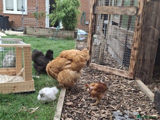 Hens poultry for sale: Hens x 6 - Advert 1