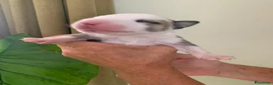 English Bull Terrier 5