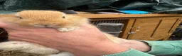 Mini Lop rabbits for sale: Beautiful Mini Lop Baby Rabbits🐇❤️ in Coalville - Advert 38