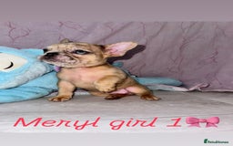 French Bulldog dogs for sale: Stunning French bulldogs 😍 - Image 2