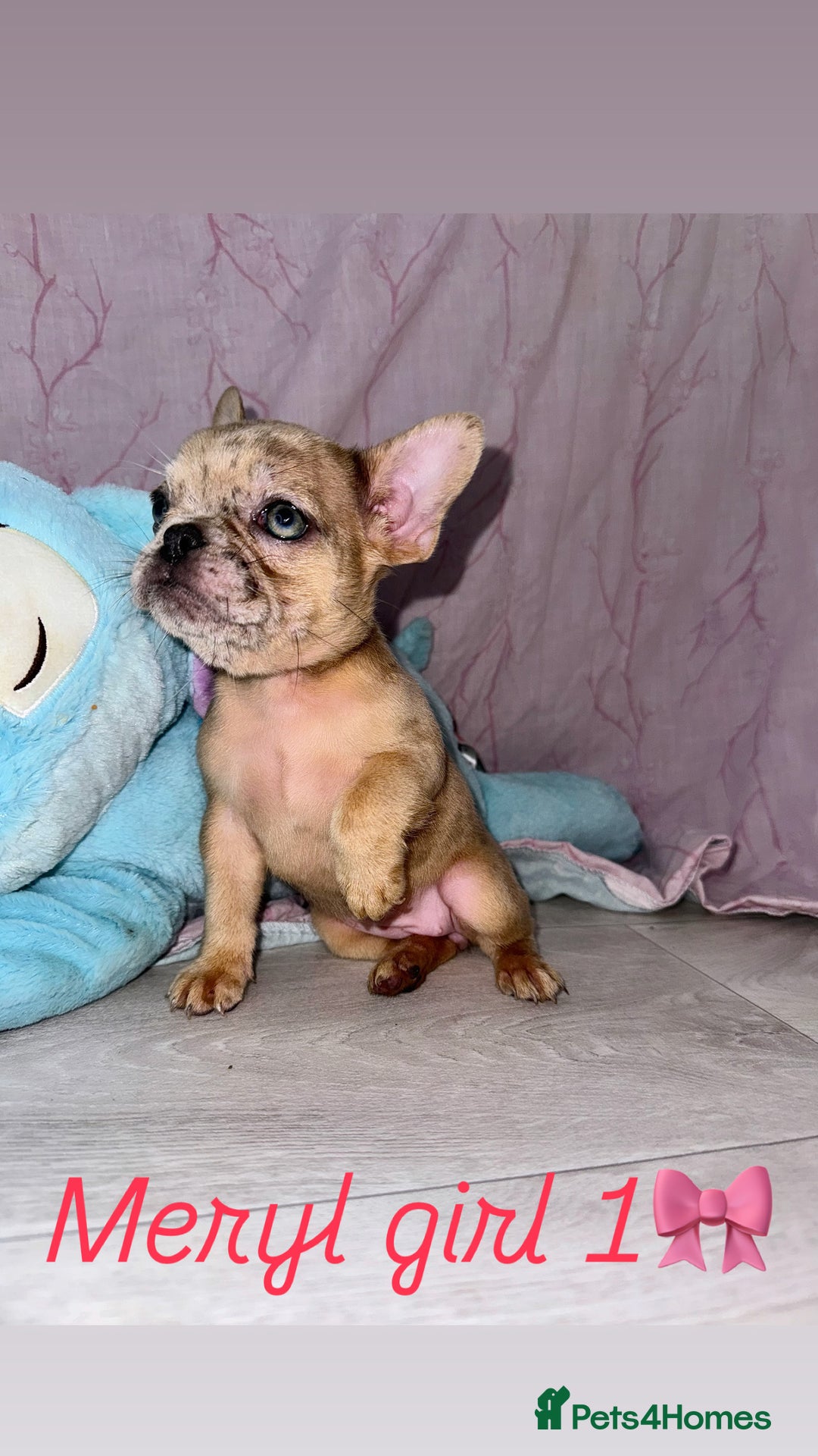 French Bulldog dogs for sale: Stunning French bulldogs 😍 - Image 2
