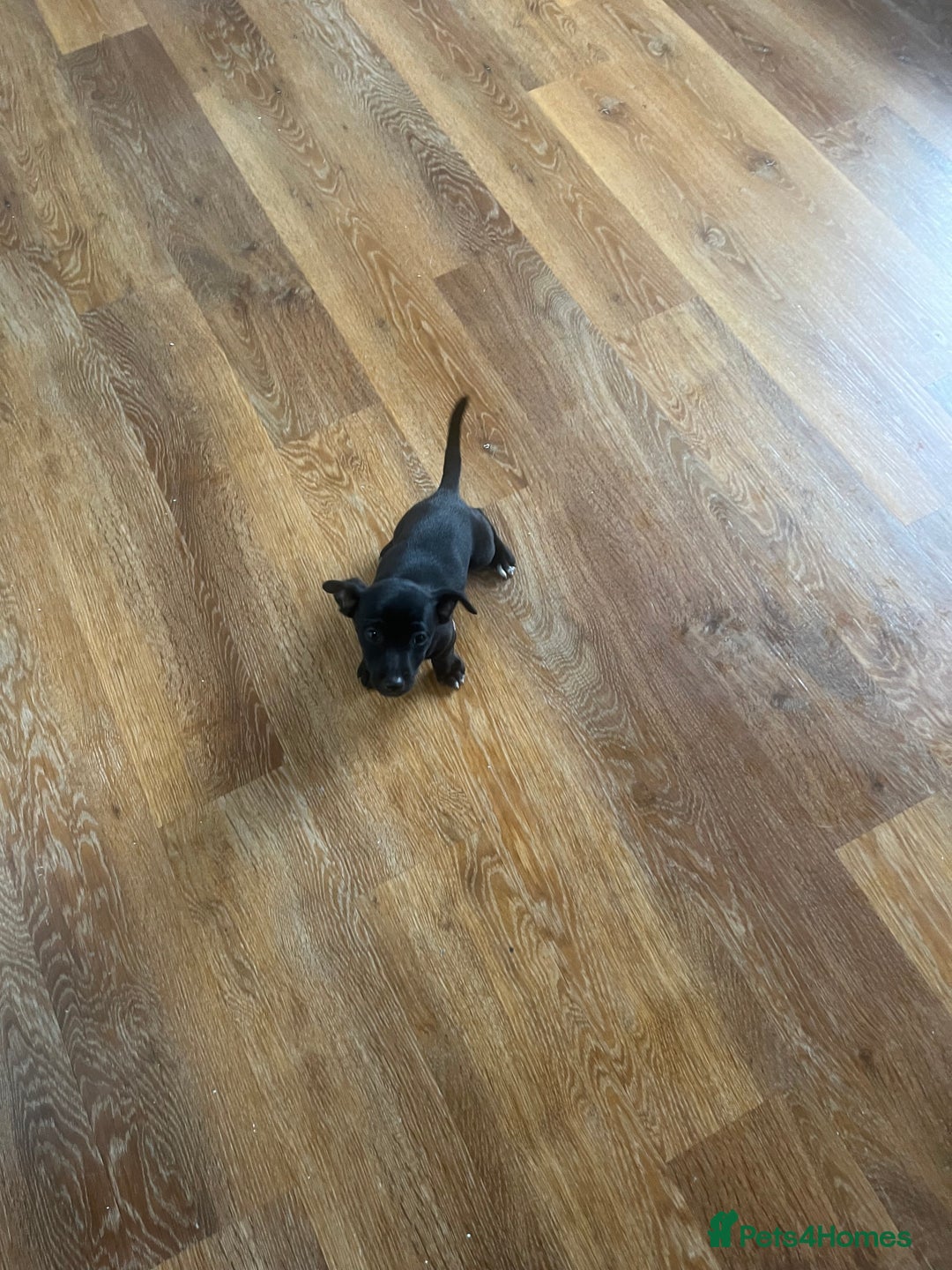 Jack Russell dogs for sale: Jack russsell puppy’s for sale small type - Image 12