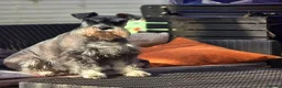 Miniature Schnauzer dogs for sale: Miniature Schnauzer Puppies.READY NOW !!!  - Advert 2