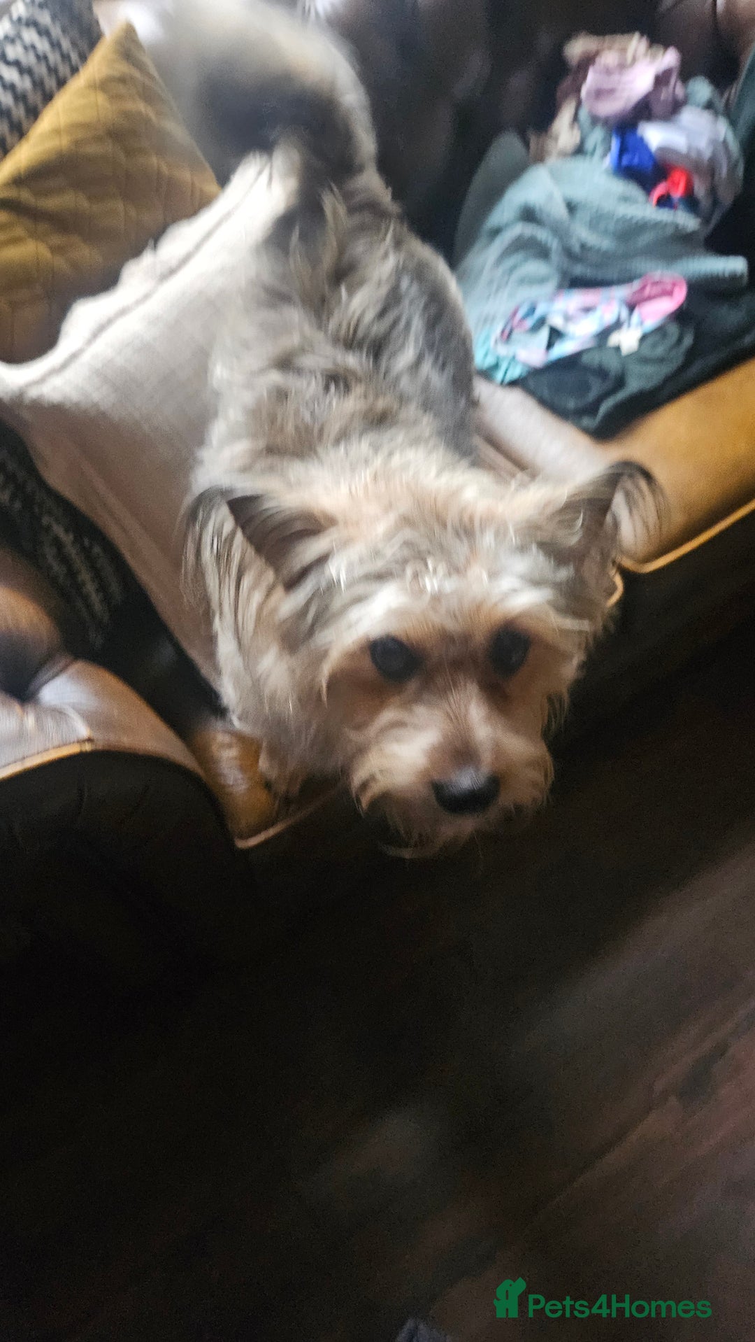 Mixed Breed dogs for sale: Meet little scruff ball palace  - Advert 4