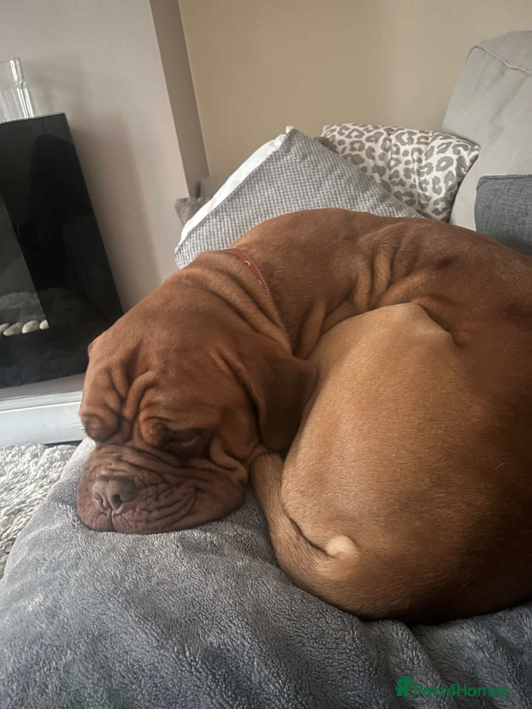 Dogue De Bordeaux dogs for sale: Frank in Gillingham - Advert 2