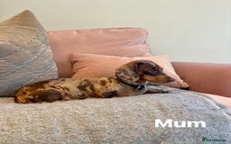 Miniature Dachshund dogs for sale: Silver dapple miniature dachshund dog - Image 6