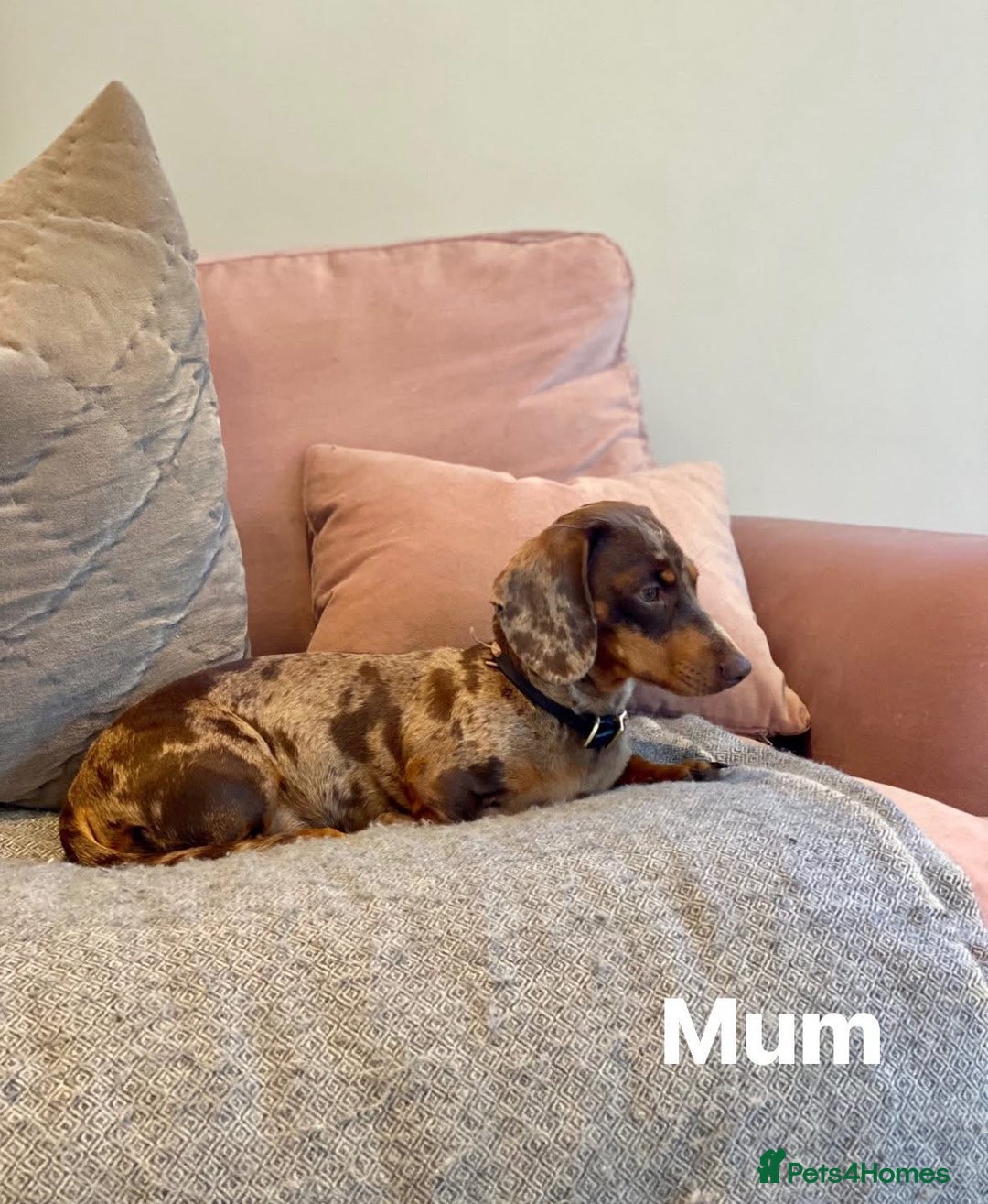 Miniature Dachshund dogs for sale: Silver dapple miniature dachshund dog - Image 6