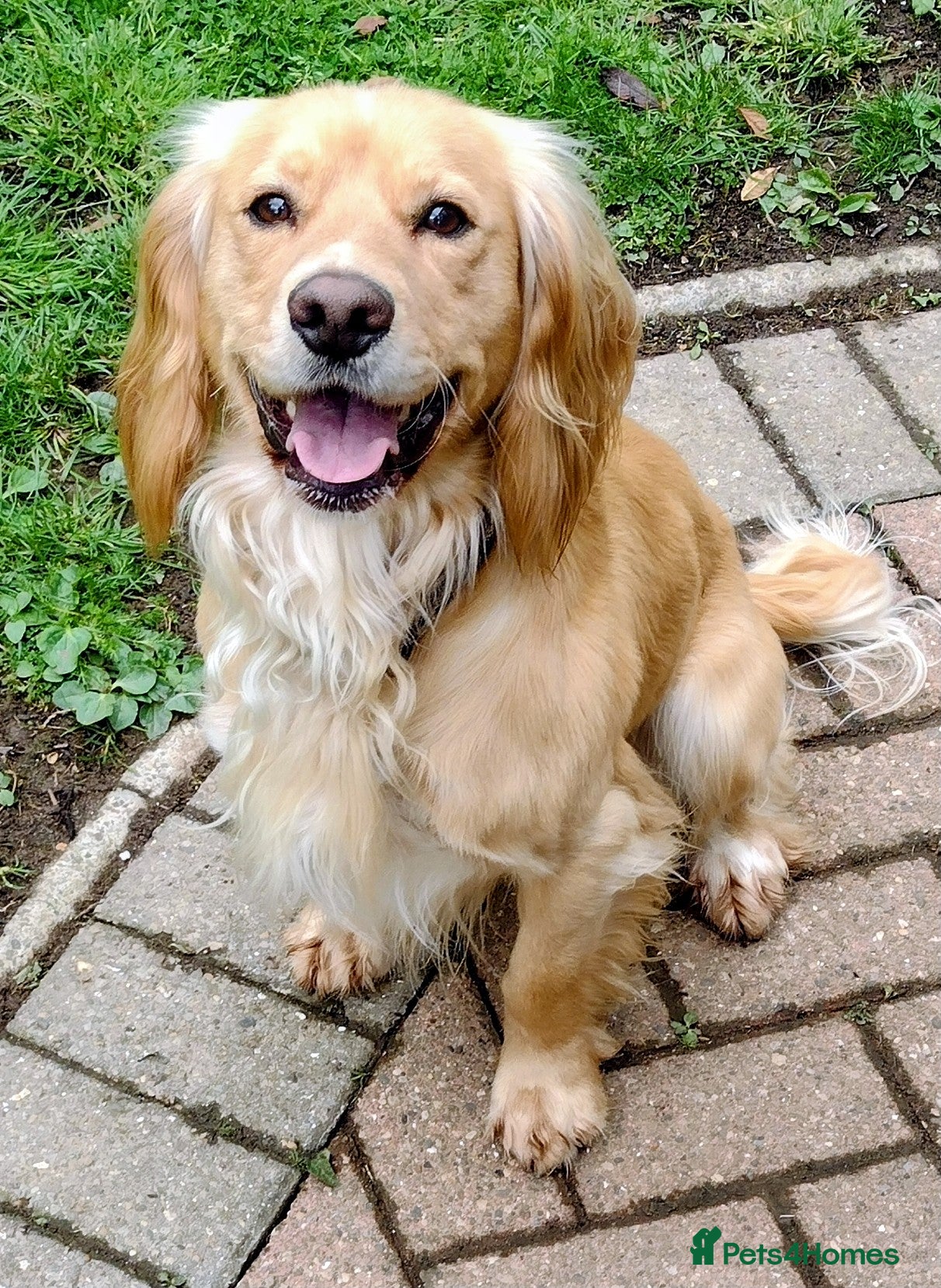 Cocker Spaniel dogs for sale: KC registered cocker spaniel - Advert 1