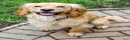 Cocker Spaniel dogs for sale: KC registered cocker spaniel - Advert 1