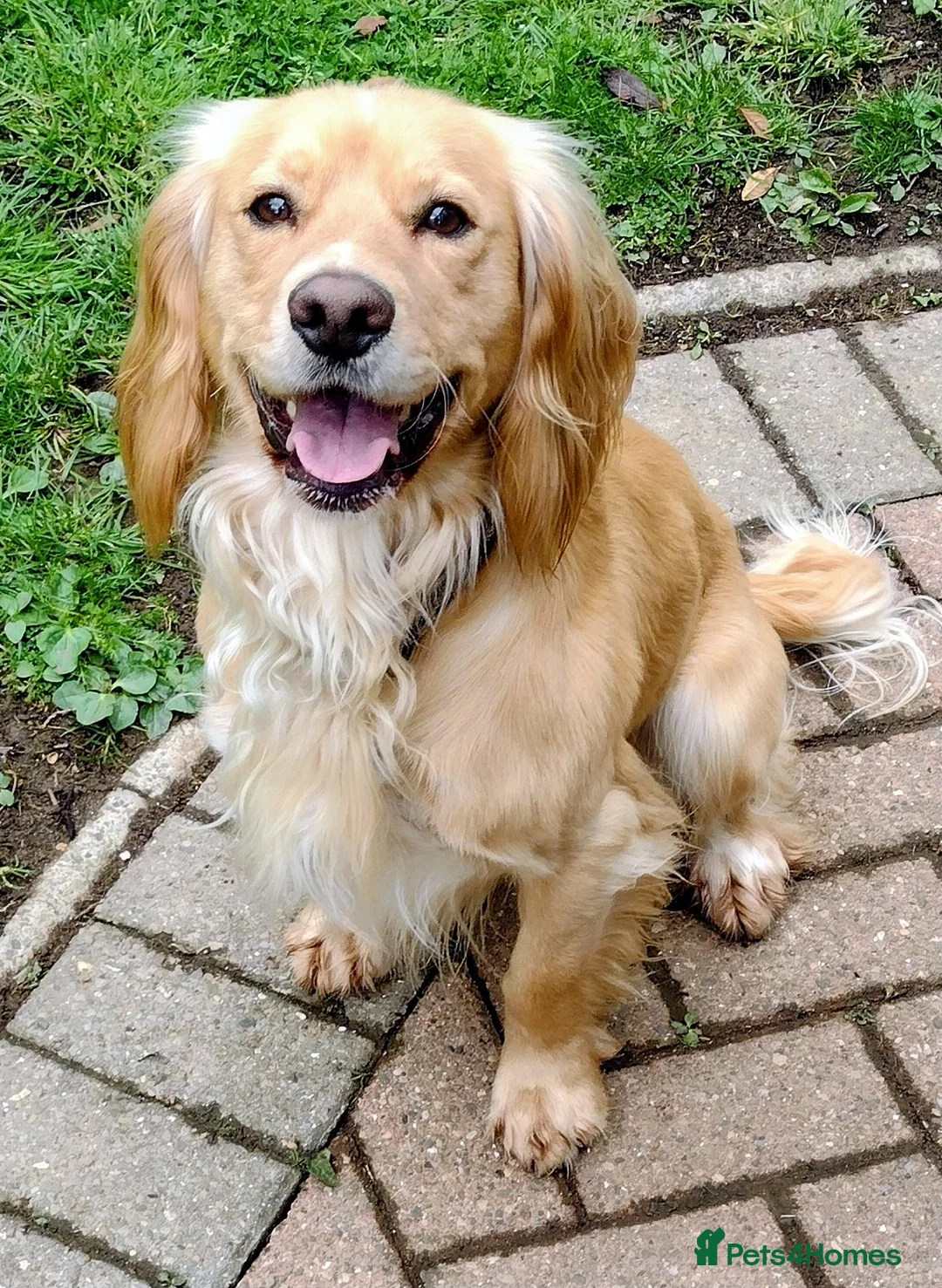 Cocker Spaniel dogs for sale: KC registered cocker spaniel - Advert 1
