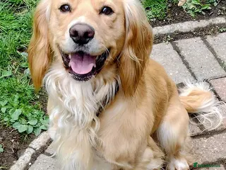 Cocker Spaniel dogs for sale: KC registered cocker spaniel - Advert 1