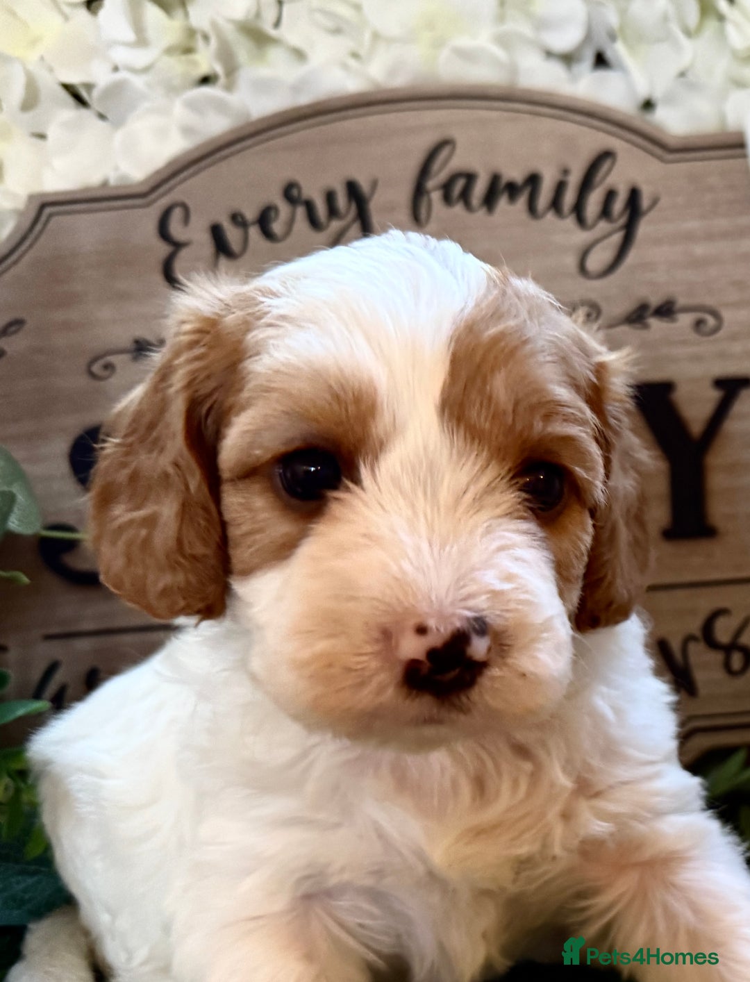 Cockapoo dogs for sale: Gorgeous Cockapoo puppies - Advert 6