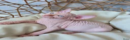 Sphynx cats for sale: Beautiful Canadian Sphynx Kittens Available 💎 - Advert 18