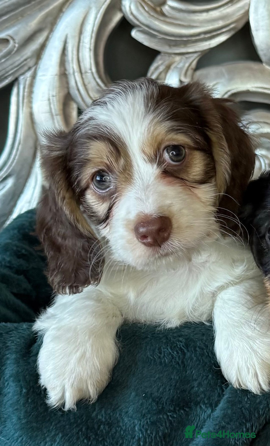 Dachshund dogs for sale: 5 star licensed breeder - Advert 5