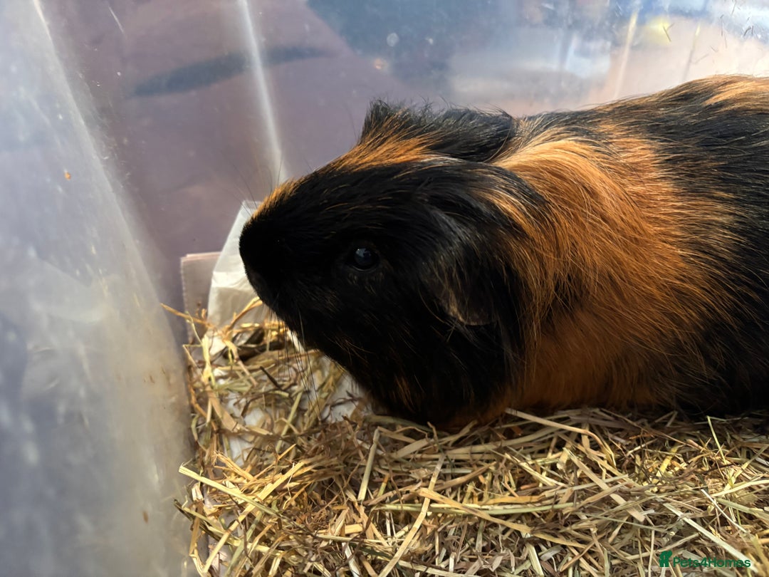 Guinea Pig rodents for sale: Guinea pig.  - Advert 2