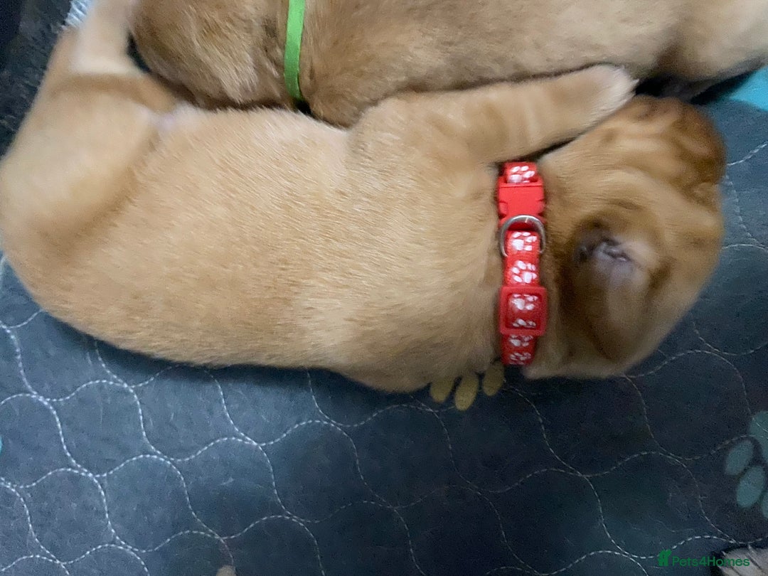 Labrador Retriever dogs for sale: Stunning fox-red labs 4boys left for sale  - Image 11