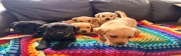 Labrador Retriever dogs for sale: Here come the boys! - Advert 18