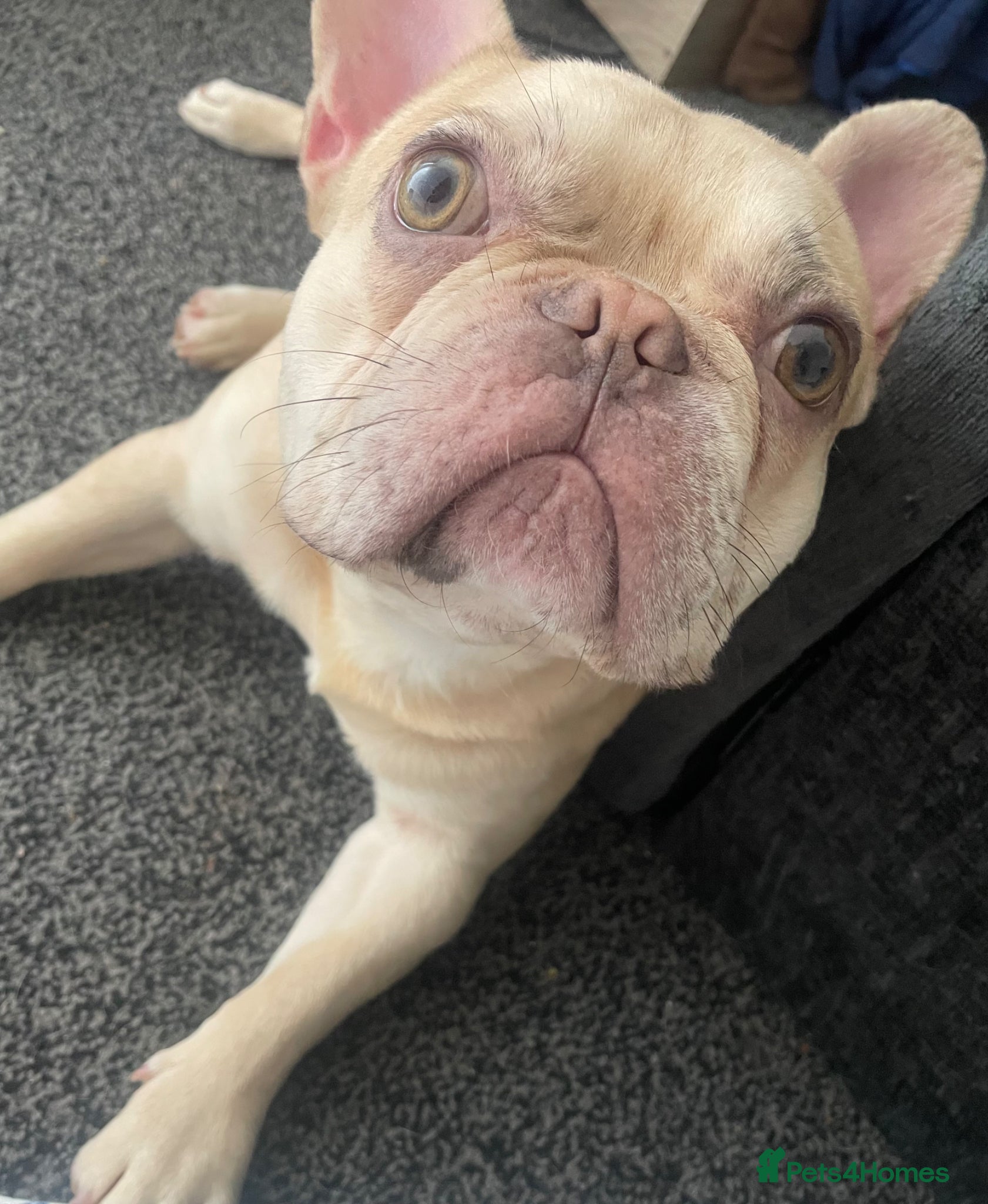 French Bulldog dogs French bulldog  - Advert 18