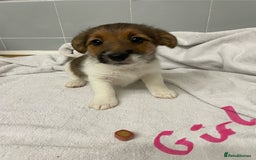 Jack Russell dogs for sale: Jack Russell puppies  - Image 5
