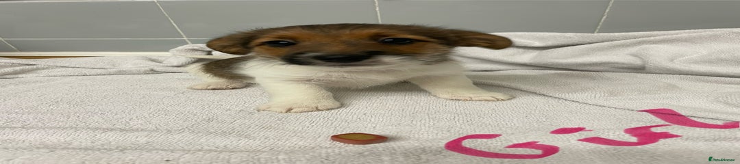 Jack Russell Puppy 3