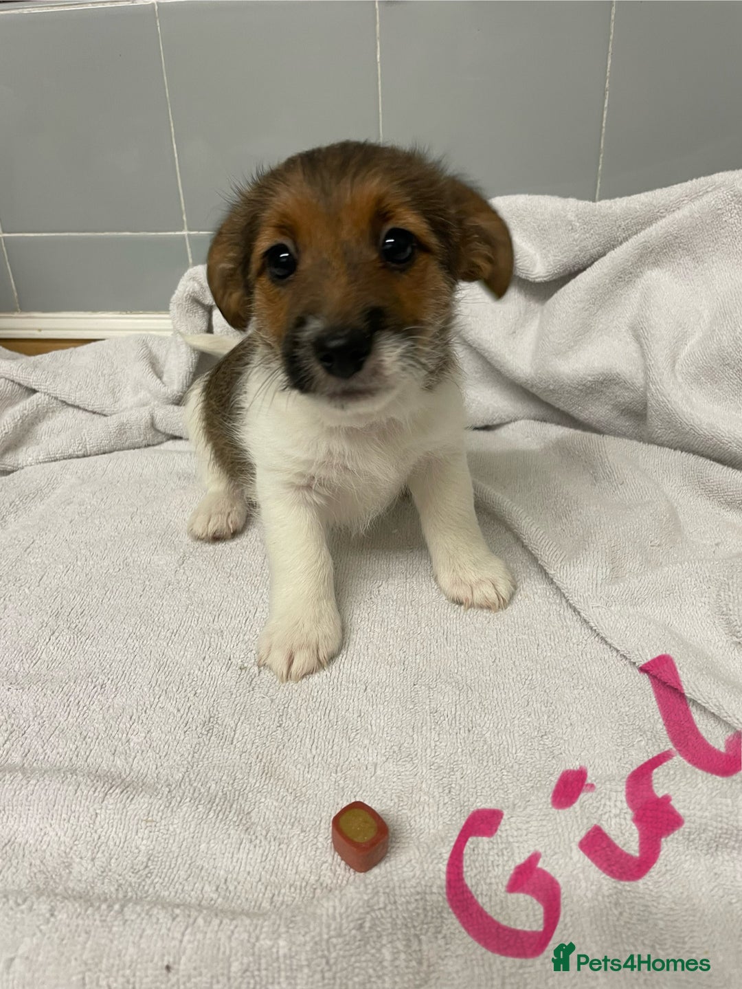 Jack Russell dogs for sale: Jack Russell puppies  - Image 5