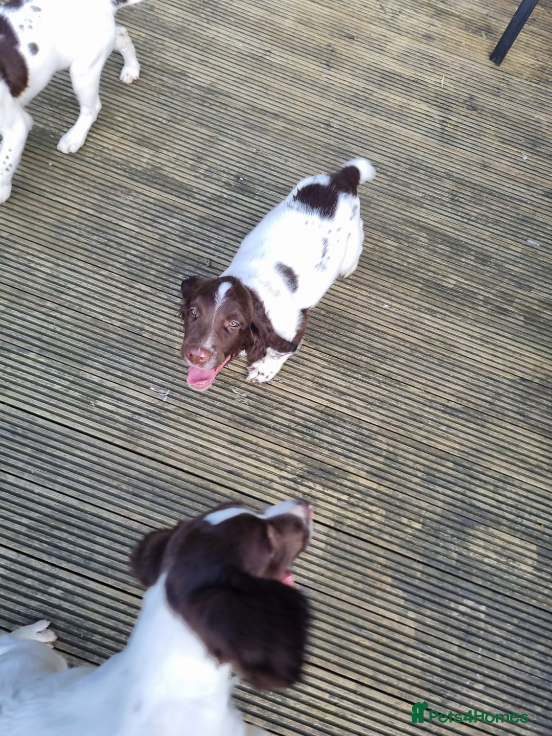 English Springer Spaniel dogs for sale: English springer spaniels  - Image 13