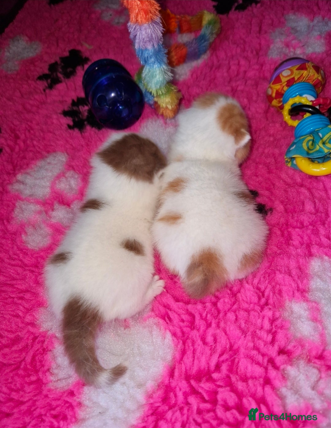 British Shorthair cats for sale: British shorthair harlequin - Advert 1