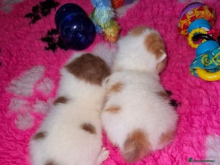 British Shorthair cats British shorthair harlequin - Advert 1