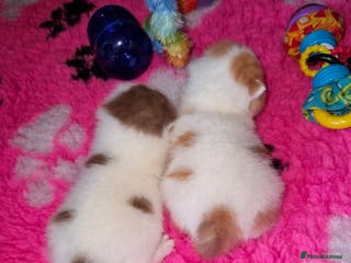 British Shorthair cats British shorthair harlequin - Advert 2