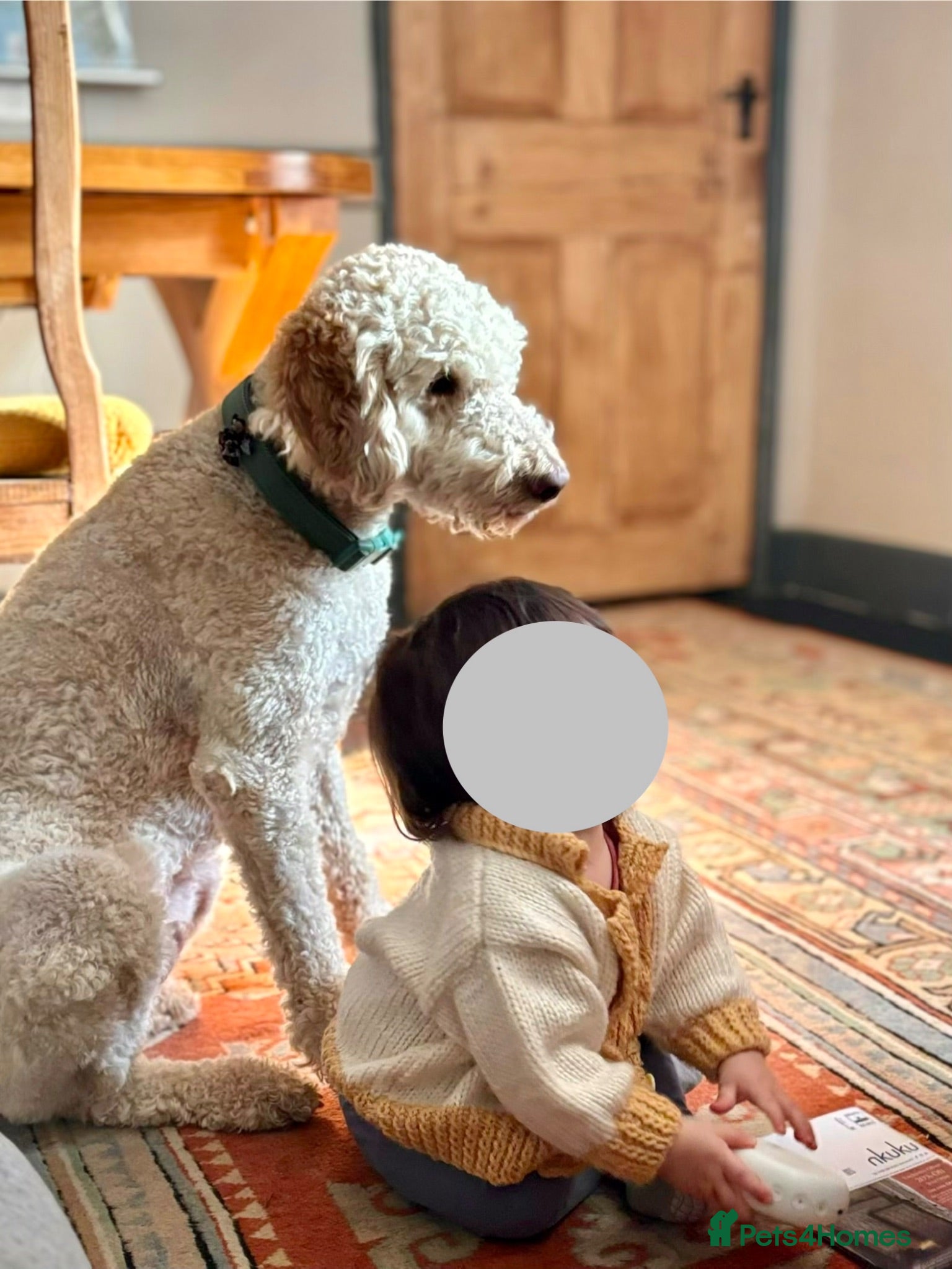 Australian Labradoodle dogs 3 year old therapy Australian Labradoodle  - Advert 1