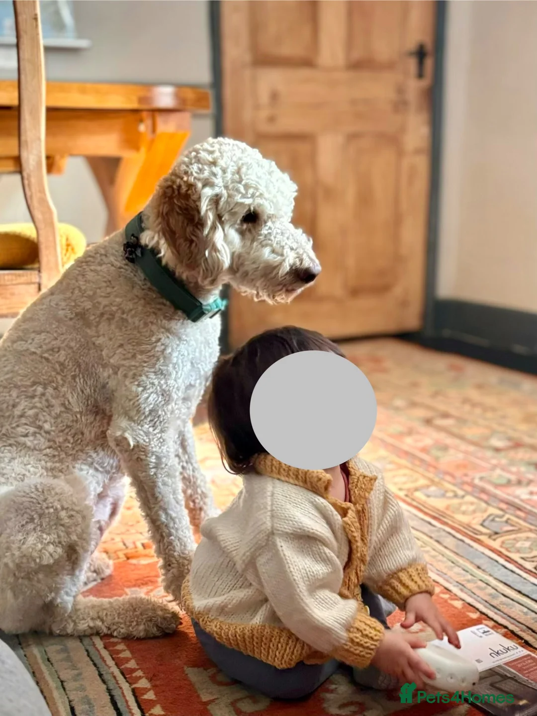 Australian Labradoodle dogs for sale: 3 year old therapy Australian Labradoodle  in Wimborne - Advert 1