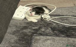 Mixed Breed cats for sale: Beautiful kitten  - Image 7