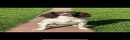 English Springer Spaniel dogs for sale: Beautiful English springer spaniel puppy 🩷🐶 - Advert 2