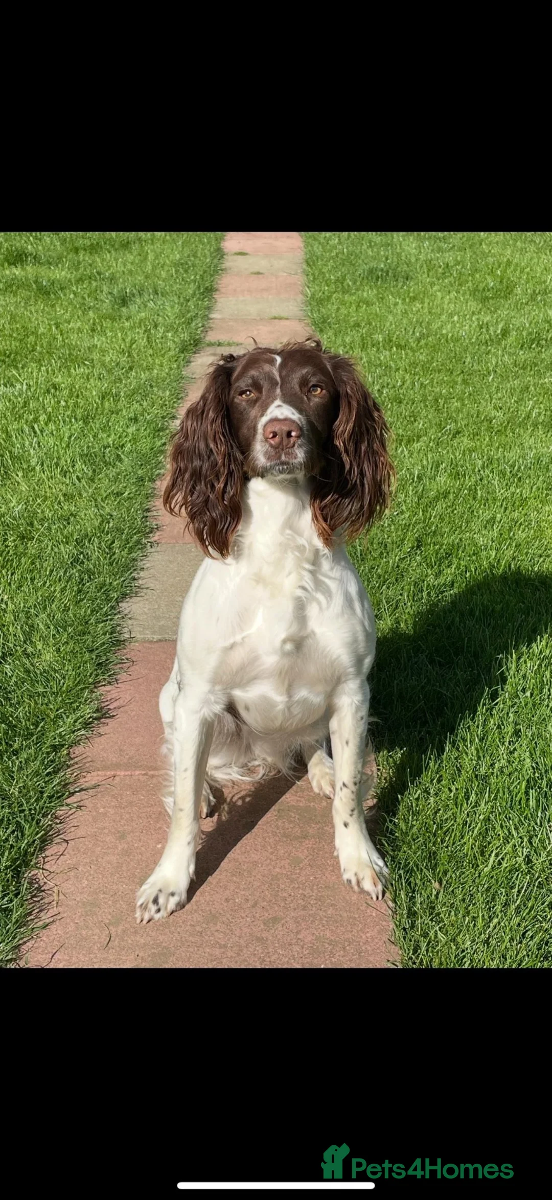 English Springer Spaniel dogs for sale: Beautiful English springer spaniel puppy 🩷🐶 - Advert 2