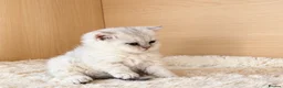 Selkirk Rex cats for sale: Beautiful Selkirk Rex Shorthair Kittens  - Advert 7