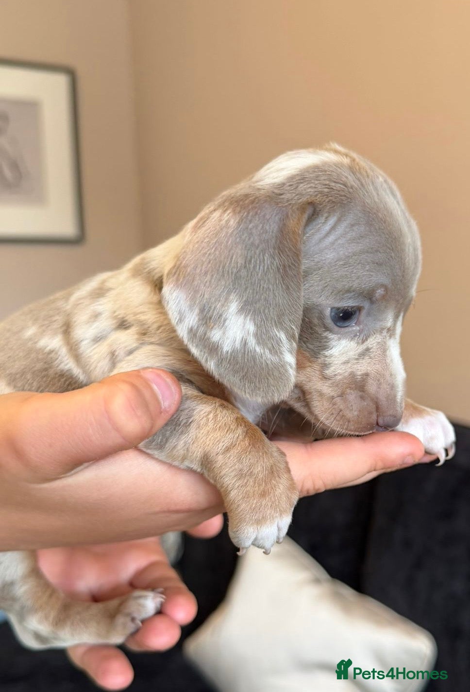 Dachshund dogs Dapple Miniature Dachshund Puppies - Advert 15