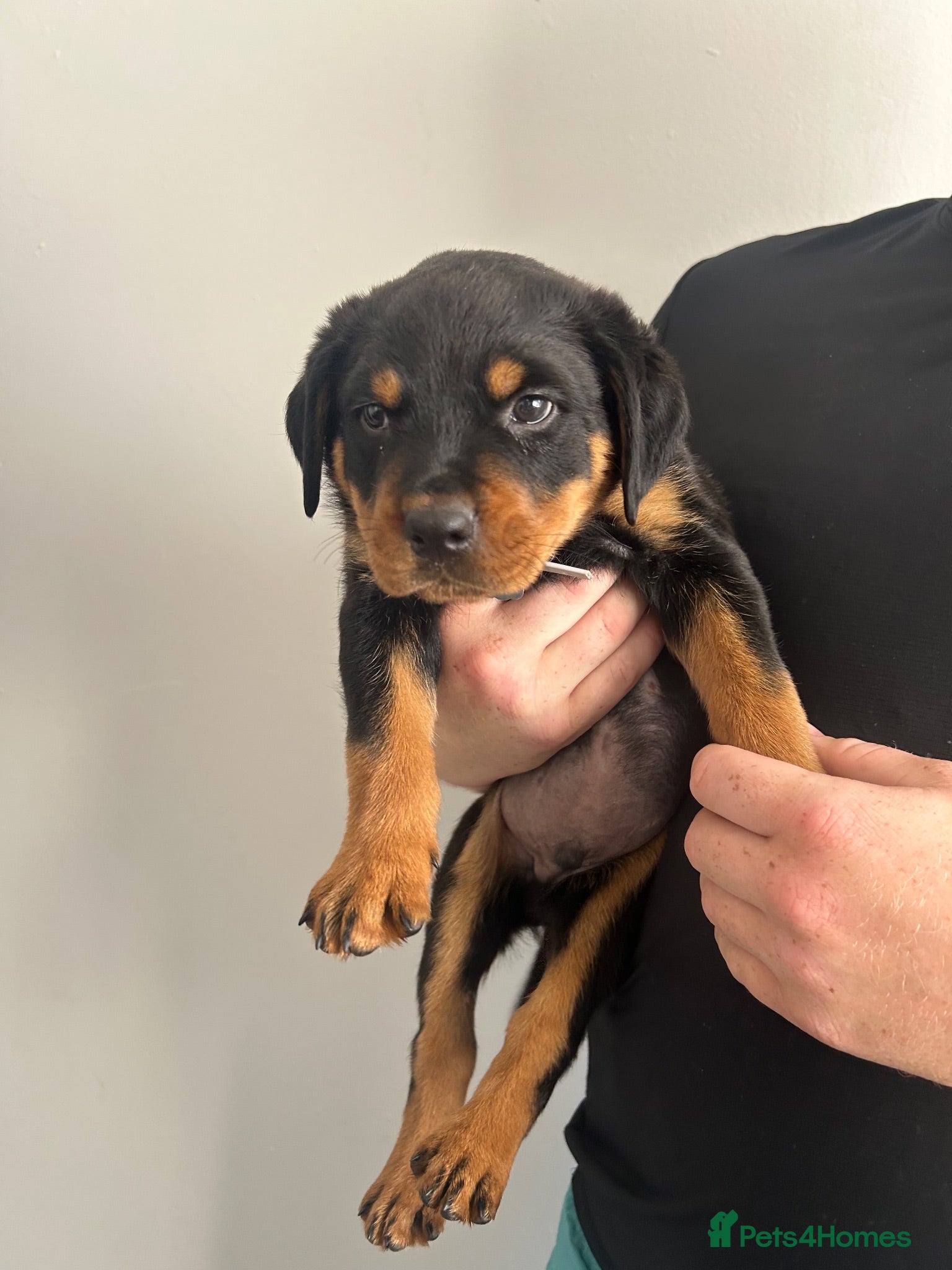 Rottweiler dogs 2 big male puppies  - Advert 2