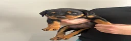 Rottweiler dogs for sale: 2 big male puppies  - Advert 1