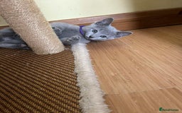 Russian Blue cats for sale: TICA REGISTERED Pure Breed Russian Blue Kittens - Image 3