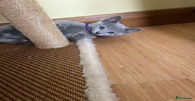 Russian Blue cats - Advert 7