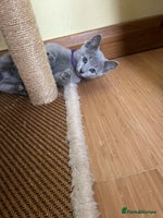 Russian Blue cats - Advert 2