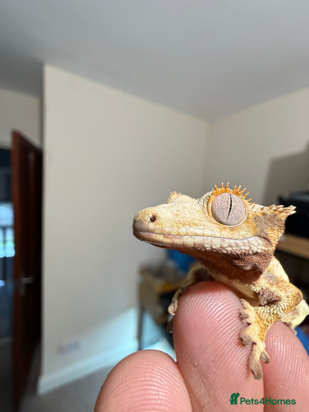 Gecko reptiles for sale: 🔥🔥🔥 Baby crested Geckos 🔥🔥🔥 - Advert 11