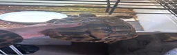 Hermann Tortoise reptiles for sale: Male Herman Tortoise  in Leicester - Advert 5