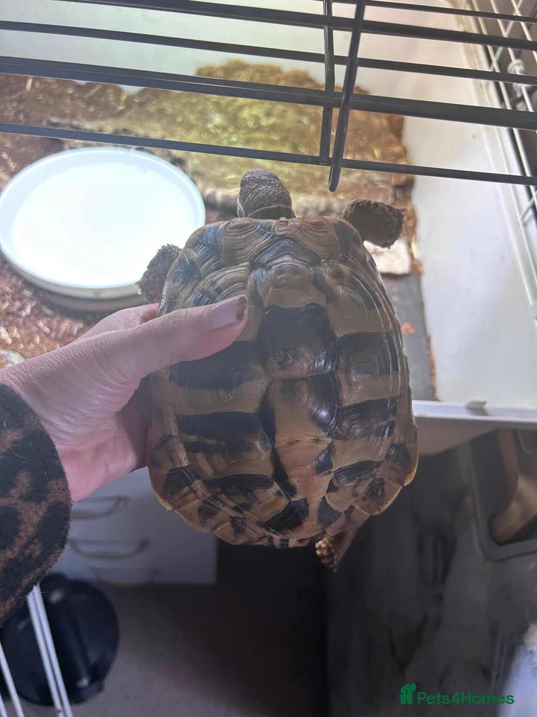 Hermann Tortoise reptiles for sale: Male Herman Tortoise  in Leicester - Advert 5