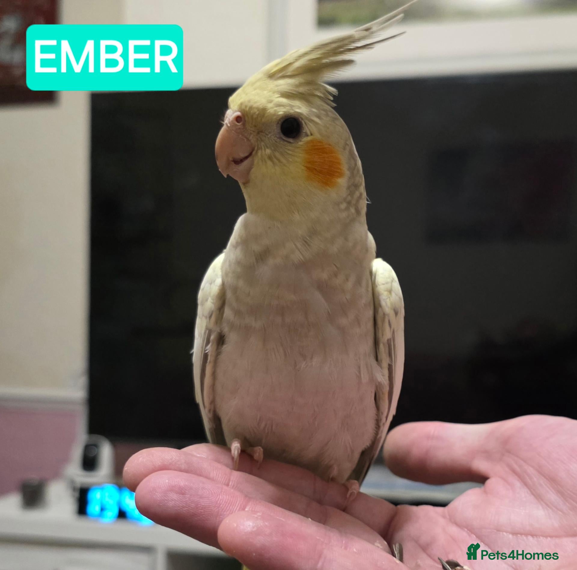 Cockatiels birds 10 week old female cockatiels - Advert 11