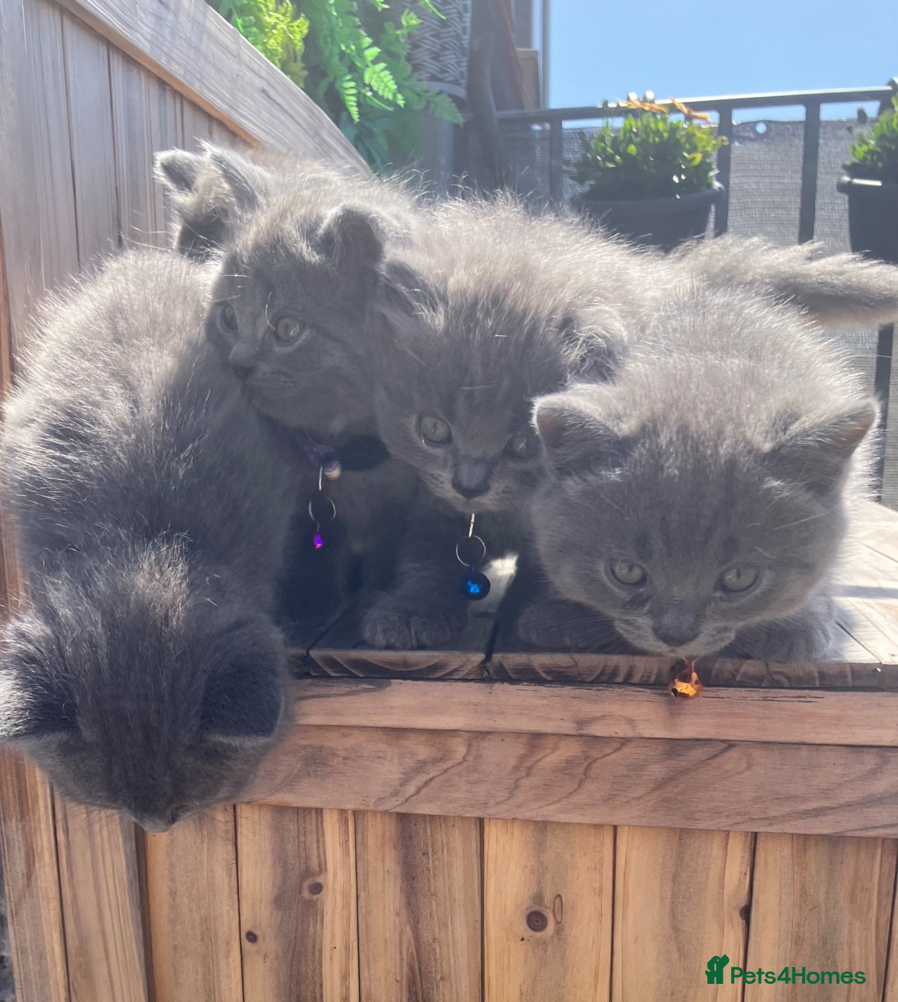 British Shorthair cats 💙 British shorthair 💙 - Advert 10