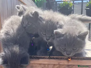 British Shorthair cats 💙 British shorthair 💙 - Advert 10