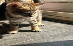 Bengal cats for sale: Snow Mink/Brown Rossette Blue Eyed Bengals - Image 33