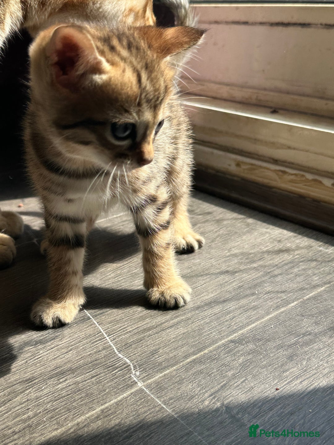 Bengal cats for sale: Snow Mink/Brown Rossette Blue Eyed Bengals - Image 33