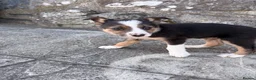 Border Collie dogs for sale: 7 Working Sheepdogs  - Advert 13